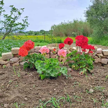 Corfu Oasis 公寓 *